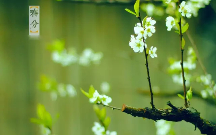 【二十四節(jié)氣養(yǎng)生篇】春分：陰陽均衡防抑郁