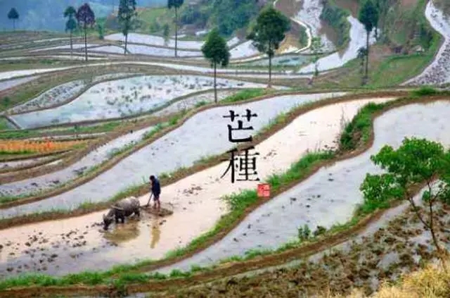 【二十四節(jié)氣養(yǎng)生篇】芒種：謹防梅雨傷